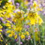 Алліум Flavum