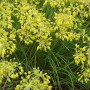 Алліум Flavum