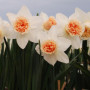 Нарцисс махровый Exotic Beauty 12/14