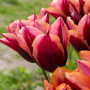 Тюльпан триумф Slawa 12+