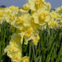 Нарцисс махровый букетный Yellow Cheerfulness 12/14
