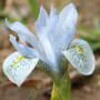 Ірис сітчастий Katharine Hodgkin 6+