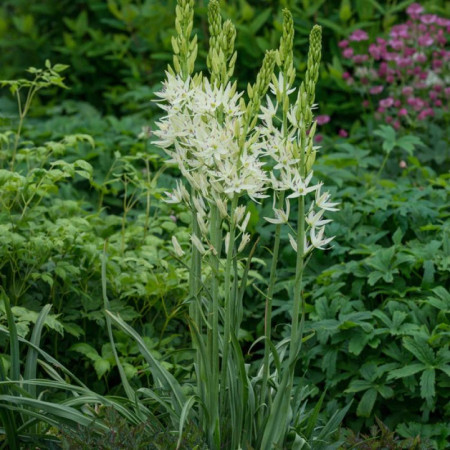 Камассия leichtlinii Alba 14+
