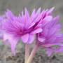Колхикум Waterlily 14/16