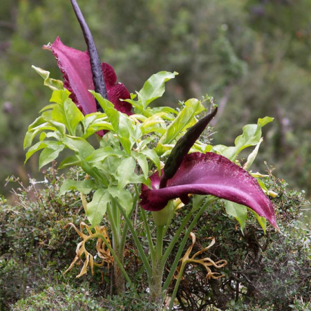 Арум Dracunculus Vulgaris