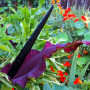 Арум Dracunculus Vulgaris