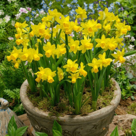 Нарцисс миниатюрный Tete a Tete 14/16