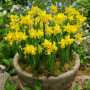 Нарцисс миниатюрный Tete a Tete 14/16