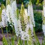 Эремурус Гималайский