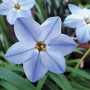 Ифейон Uniflorum 4+ (голубой)