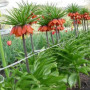 Фритиллария Rubra 18/20