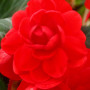 Бегония махровая красная (scarlet)