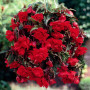 Бегония Пендула Каскад красный (scarlet)