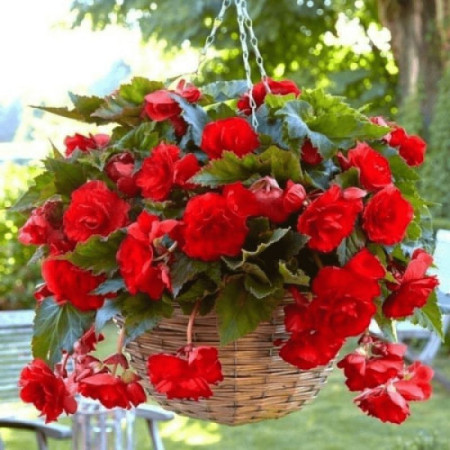 Бегония Пендула Каскад красный (scarlet)