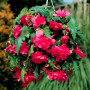 Бегония Пендула Каскад розовая