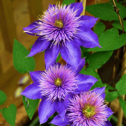 Клематис Multi Blue