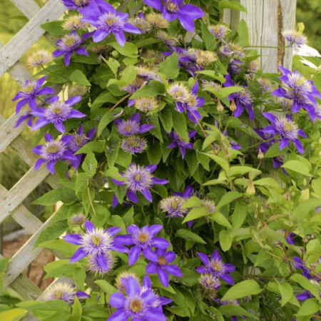 Клематис Multi Blue