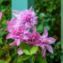 Клематис Multi Pink