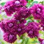 Клематис Purpurea Plena Elegans