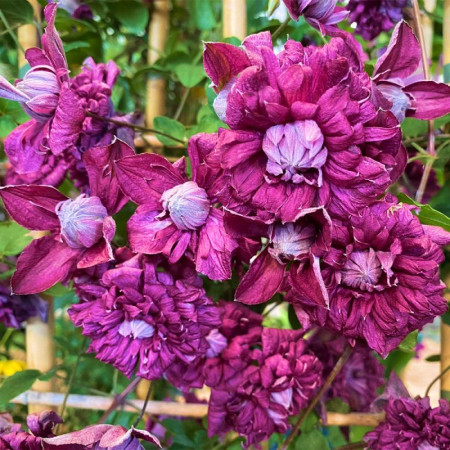 Клематис Purpurea Plena Elegans