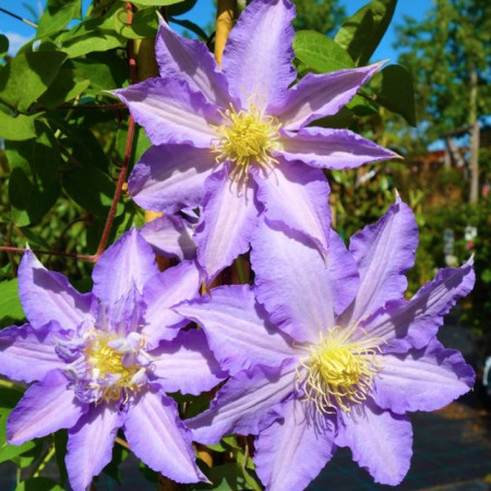 Клематис Thyrislund