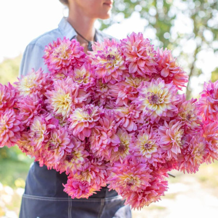 Георгина декоративная Bahama Mama