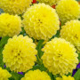 Георгина декоративная Yellow Heaven