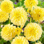 Георгина декоративная Yellow Heaven