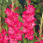 Гладиолус Fairytale Pink 14/16