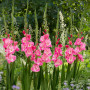 Гладиолус Pink Parrot 14/16
