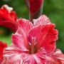 Гладиолус Strawberry Swirl 14/16