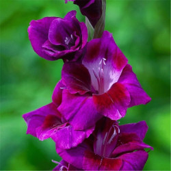 Гладиолус Velvet Raspberry (CHAMBERRY) 14/16