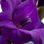 Гладиолус Deep Purple 10/12