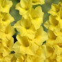 Гладиолус Yellowa 10/12
