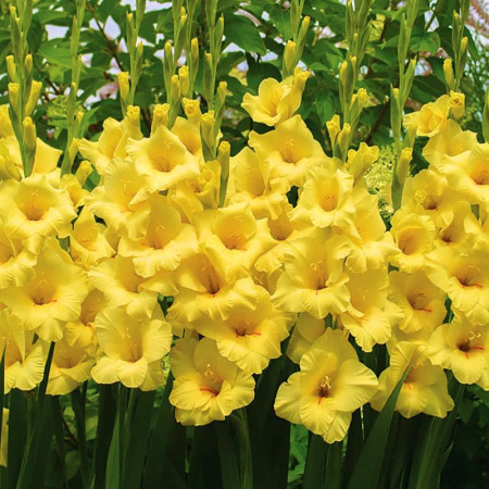 Гладиолус Yellowa 10/12