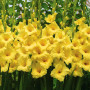 Гладиолус Yellowa 10/12