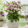 Морозник (Helleborus) Solar Sorbet