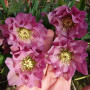 Морозник (Helleborus) Solar Sorbet