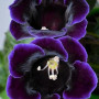 Глоксиния Violacea