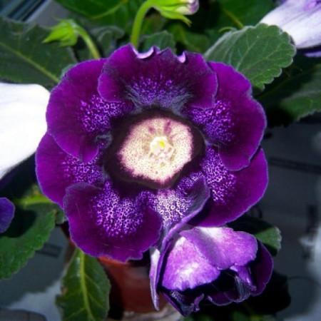 Глоксиния Violacea