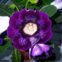 Глоксиния Violacea