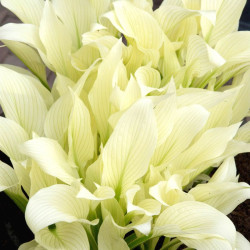 Хоста White Feather ™