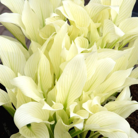Хоста White Feather ™