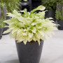 Хоста White Feather ™