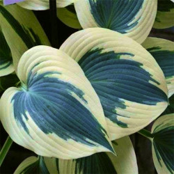 Хоста Blue Ivory