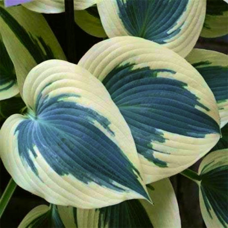 Хоста Blue Ivory