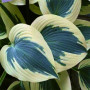 Хоста Blue Ivory