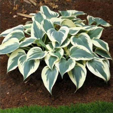 Хоста Blue Ivory