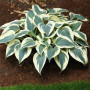 Хоста Blue Ivory