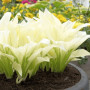 Хоста White Feather ™ XXL